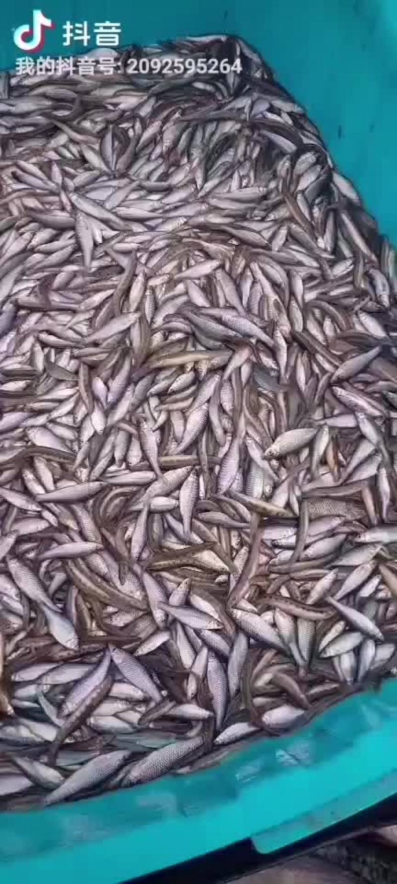 麦穗鱼