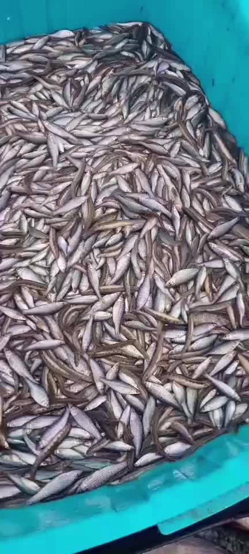 麦穗鱼