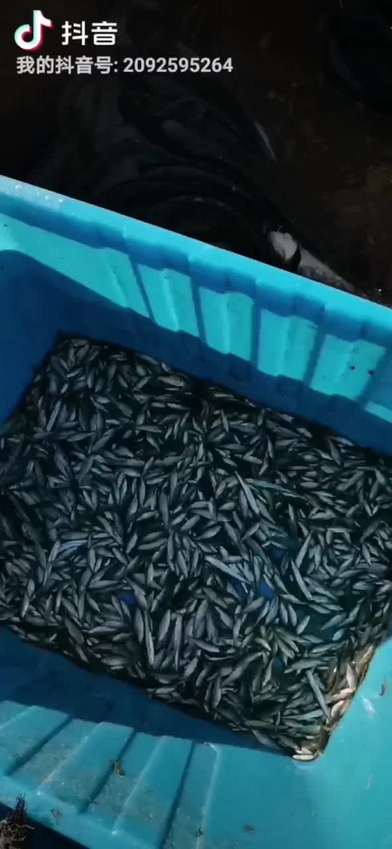 麦穗鱼