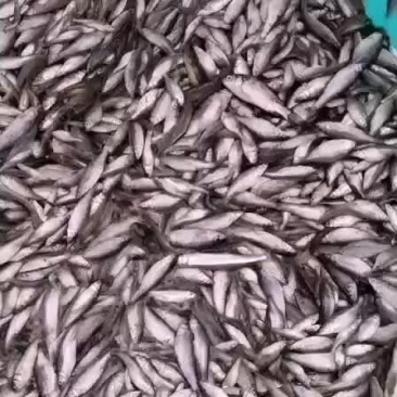 麦穗鱼