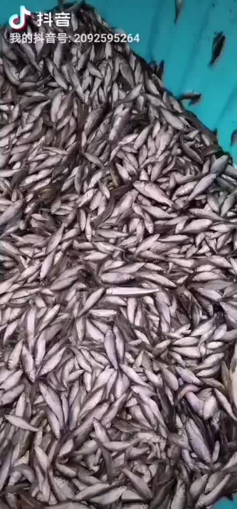麦穗鱼