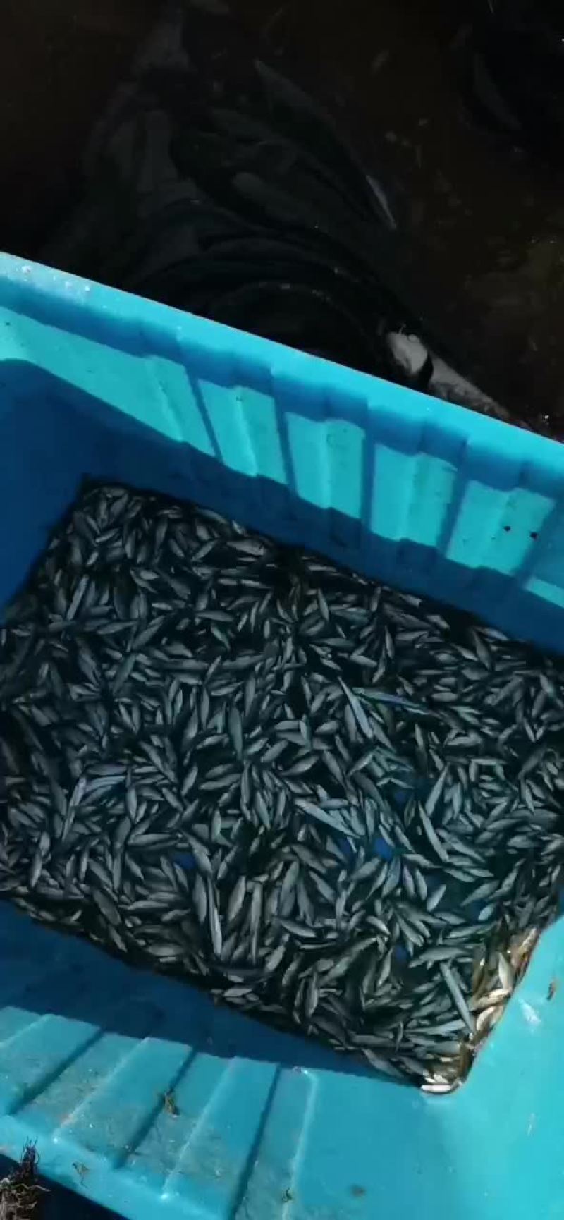 麦穗鱼