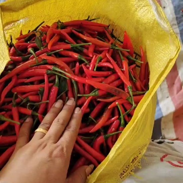 小米辣