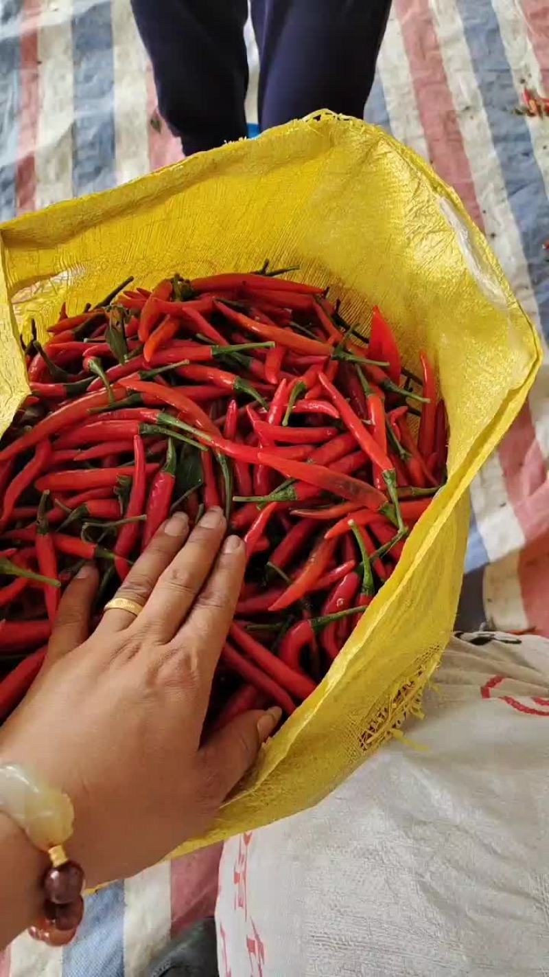 小米辣