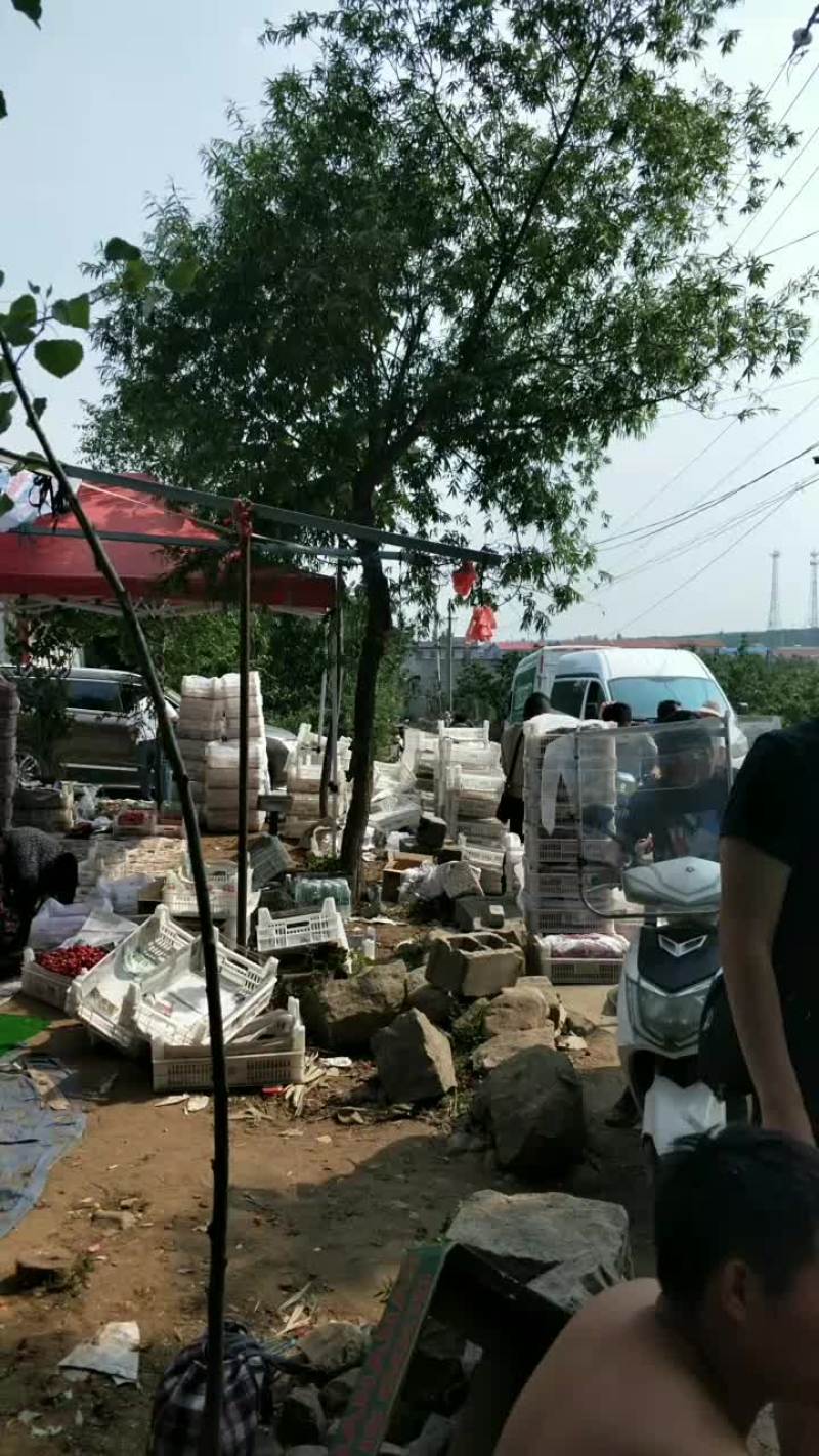 大樱桃收货中