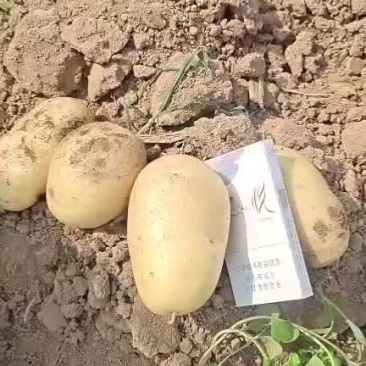 精品土豆
