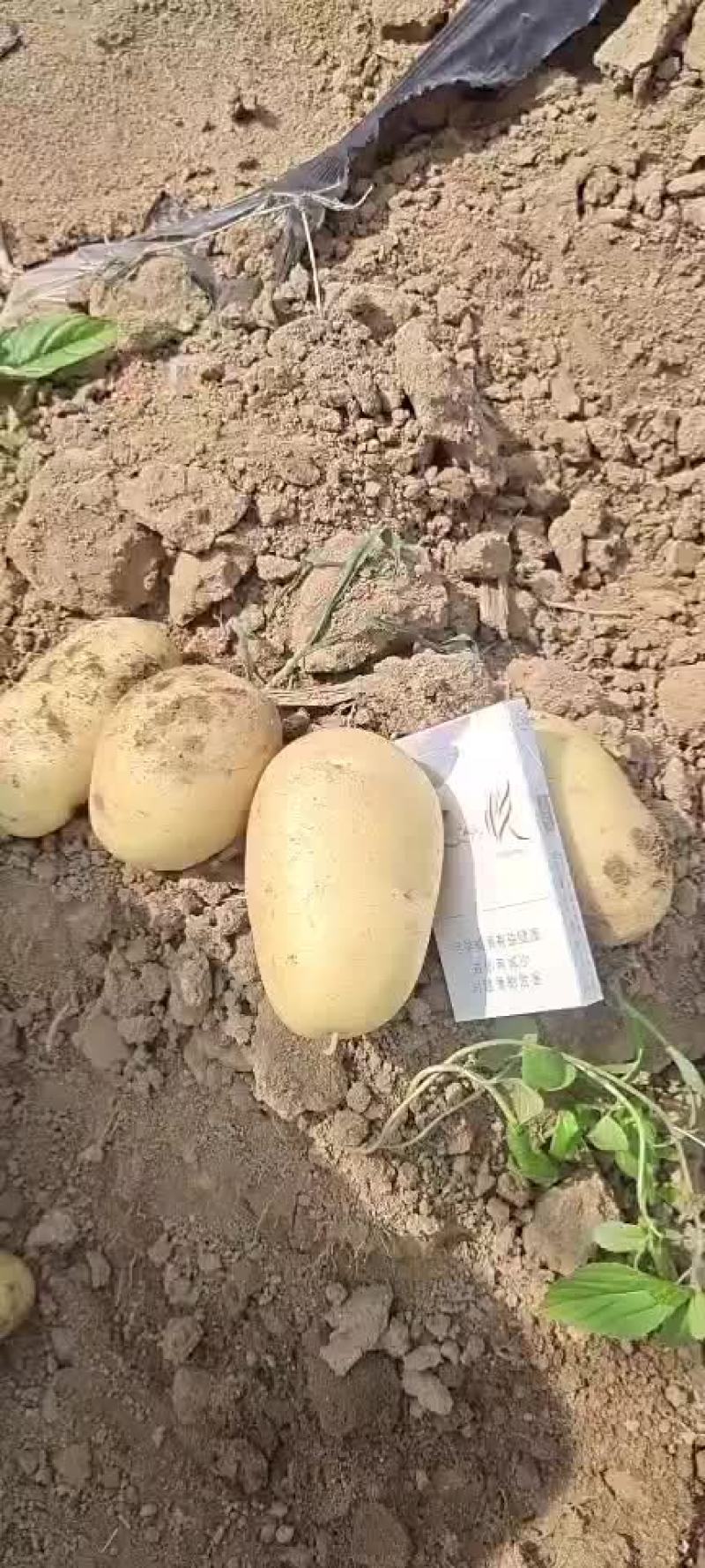精品土豆