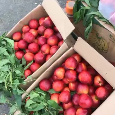 油桃