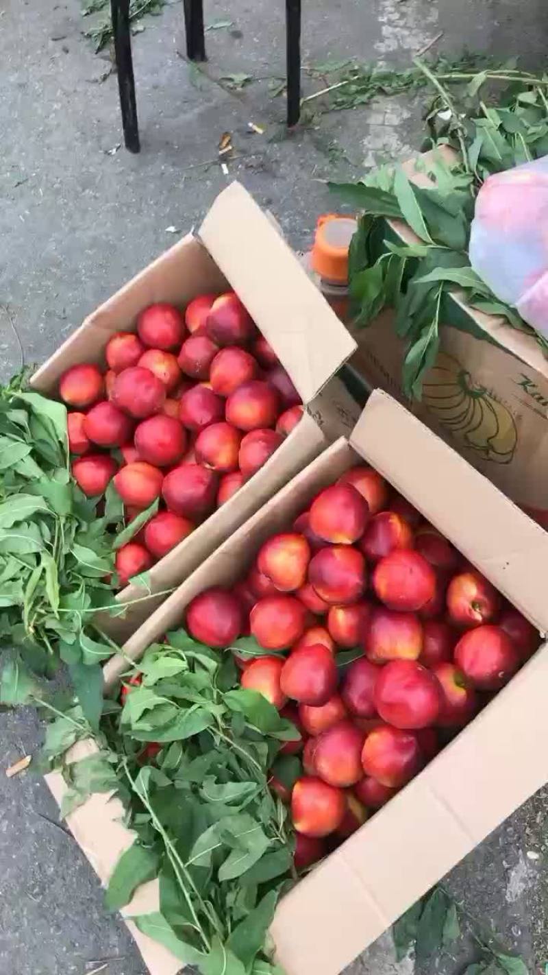 油桃