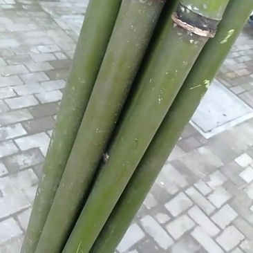 苦竹青皮笛子竹节长精品可长年大量供应