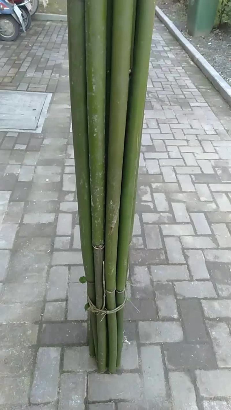 苦竹青皮笛子竹节长精品可长年大量供应