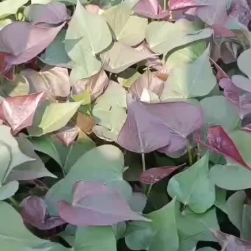 红薯苗