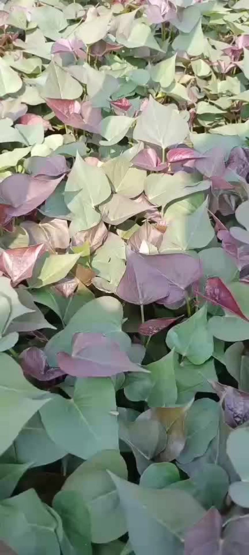 红薯苗