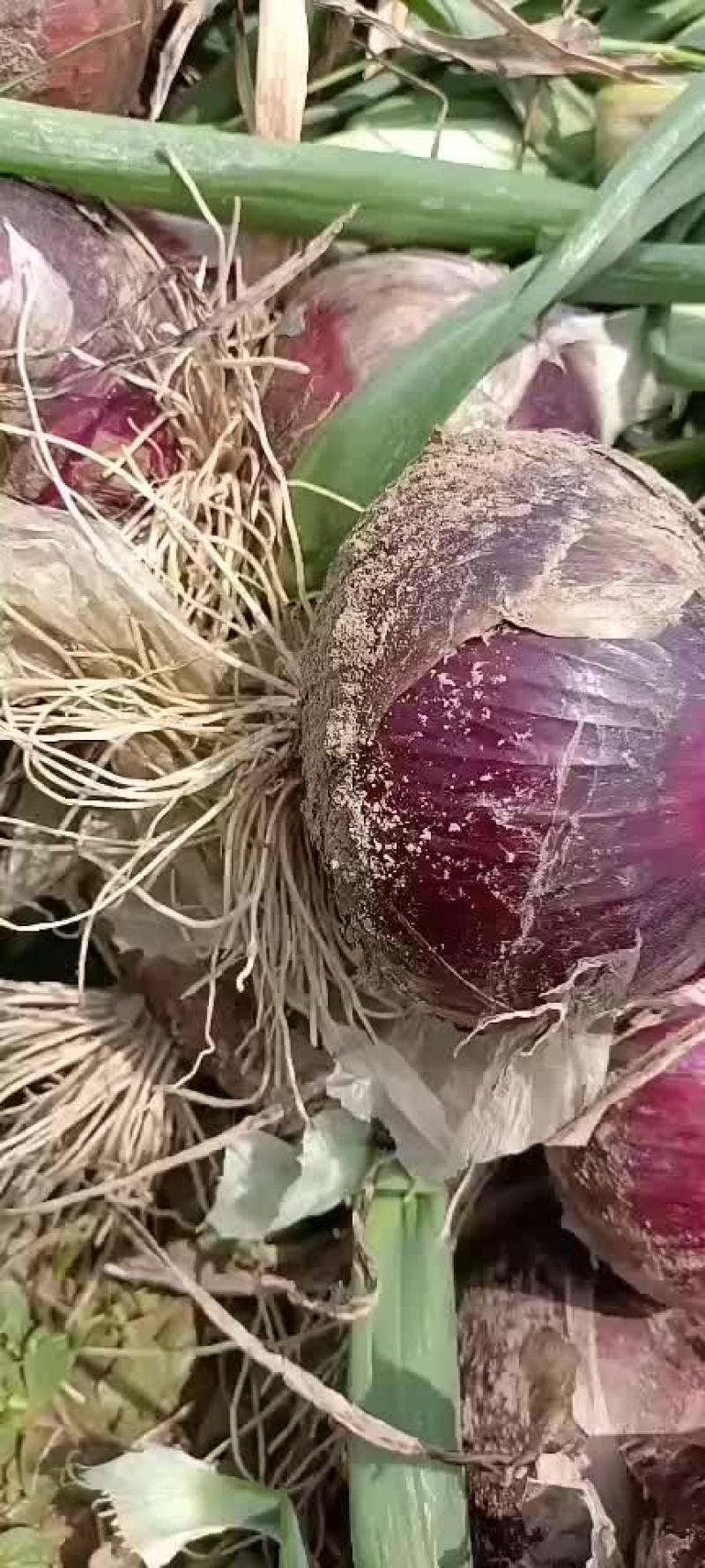 洋葱大量上市，货源充足，质量保证，个头均价格底，地头价，