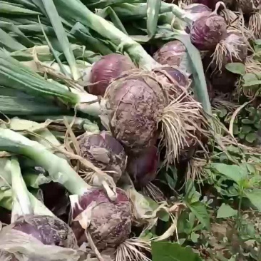 洋葱大量上市，货源充足，质量保证，个头均价格底，地头价，