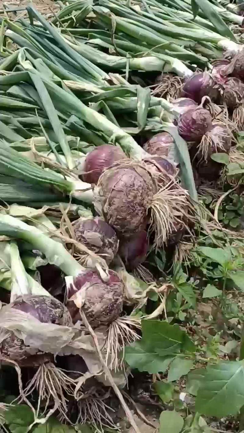 洋葱大量上市，货源充足，质量保证，个头均价格底，地头价，