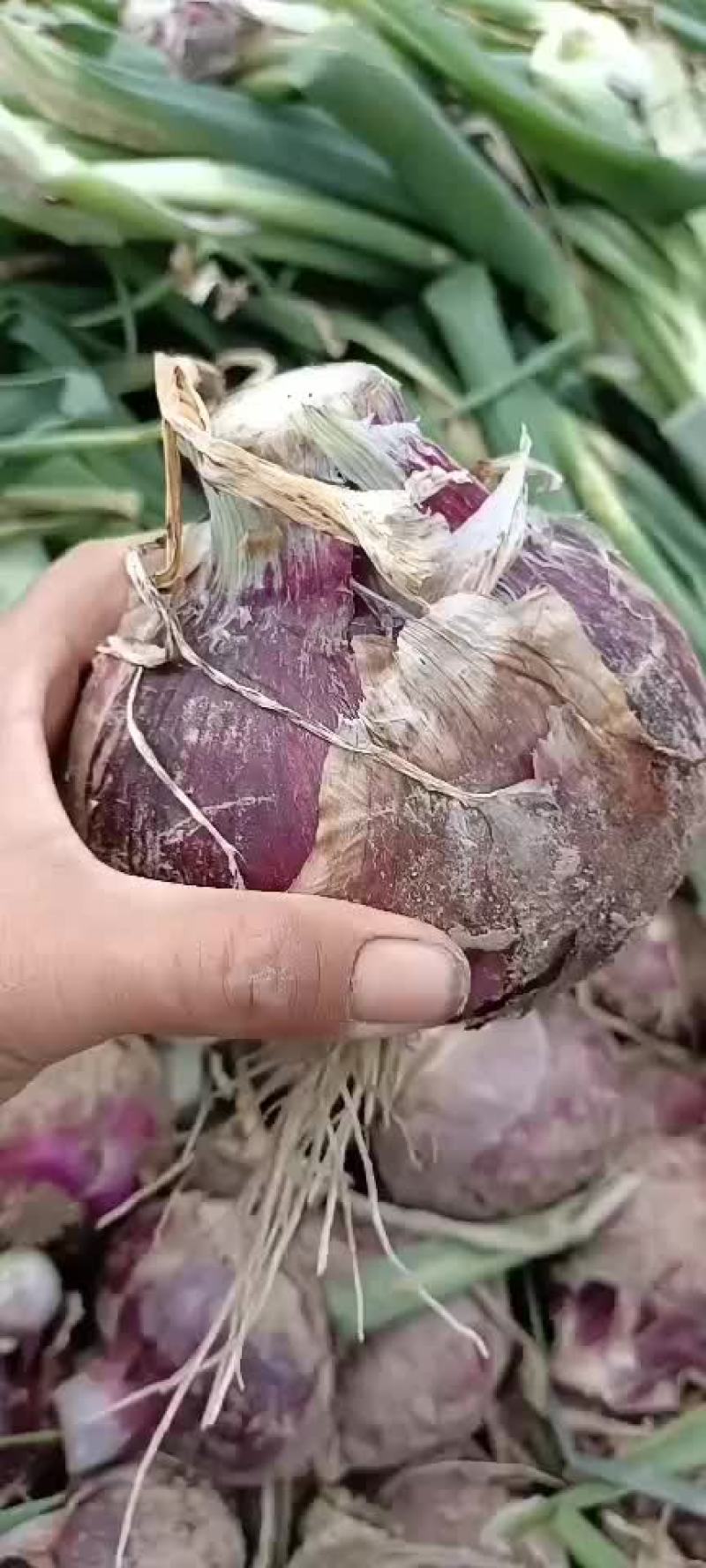 洋葱大量上市，货源充足，质量保证，个头均价格底，地头价，