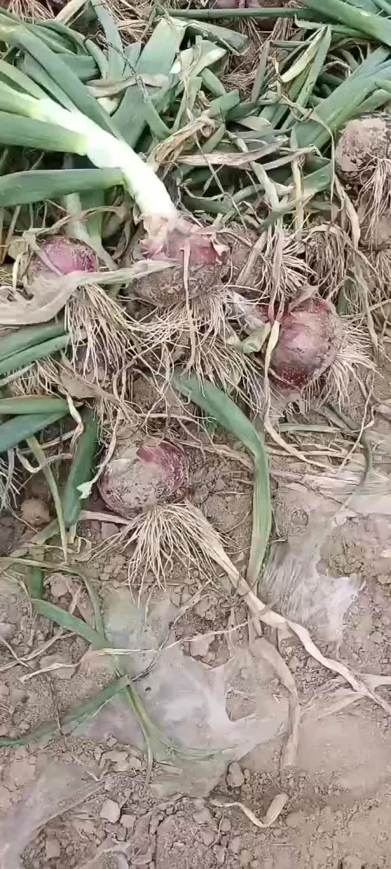 洋葱大量上市，货源充足，质量保证，个头均价格底，地头价，