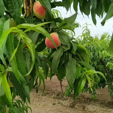毛桃，油桃大量上市