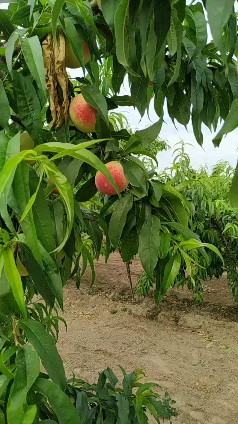 毛桃，油桃大量上市