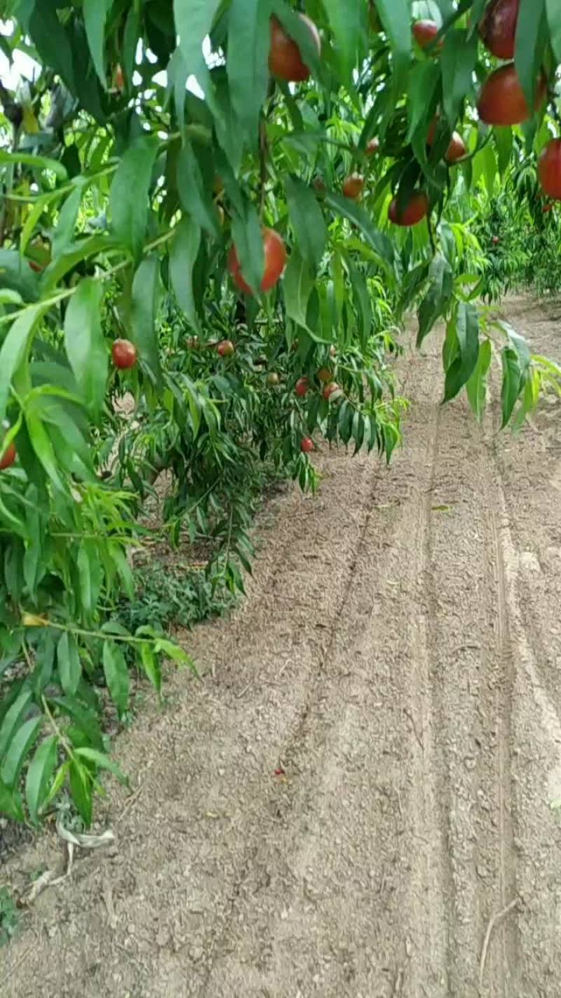 毛桃，油桃大量上市