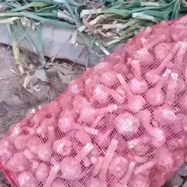 蔬菜