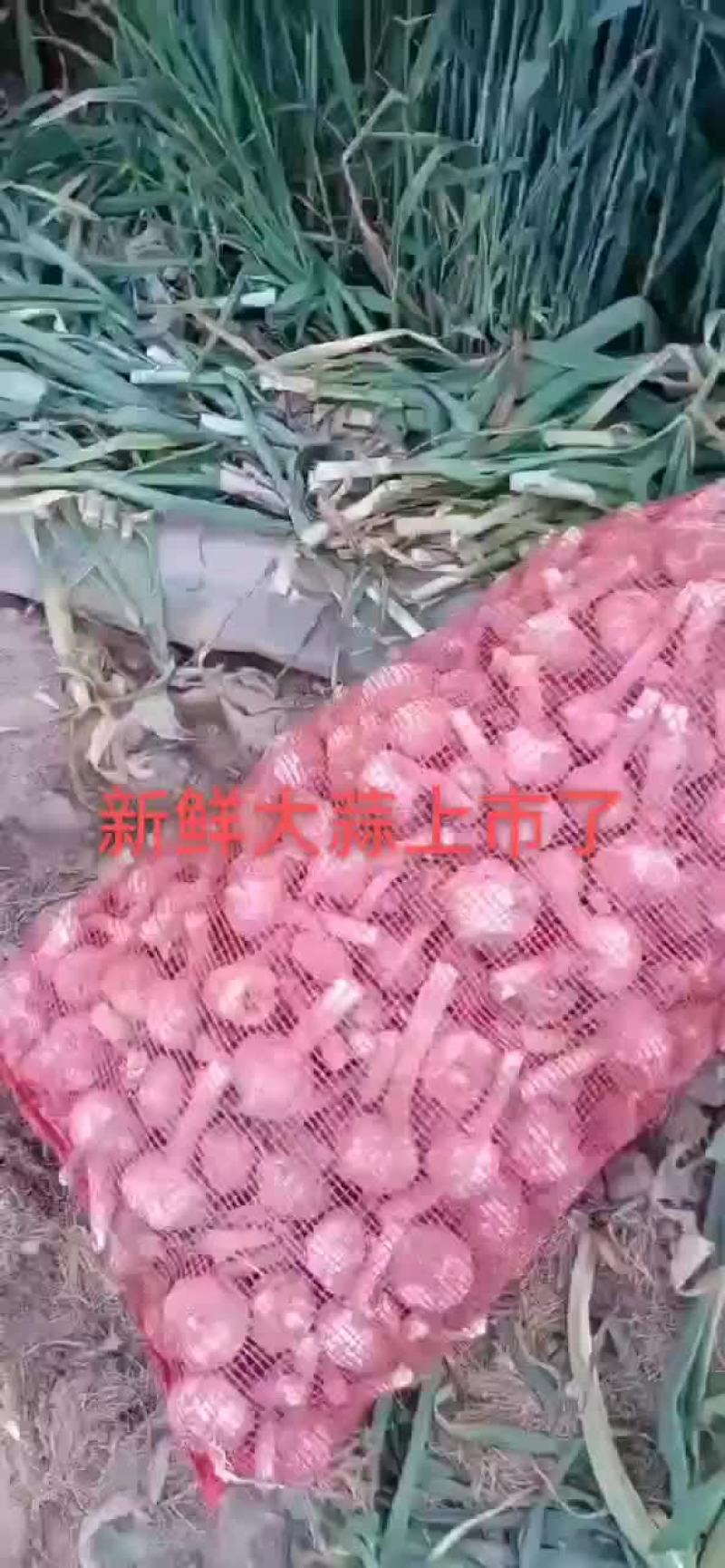 蔬菜