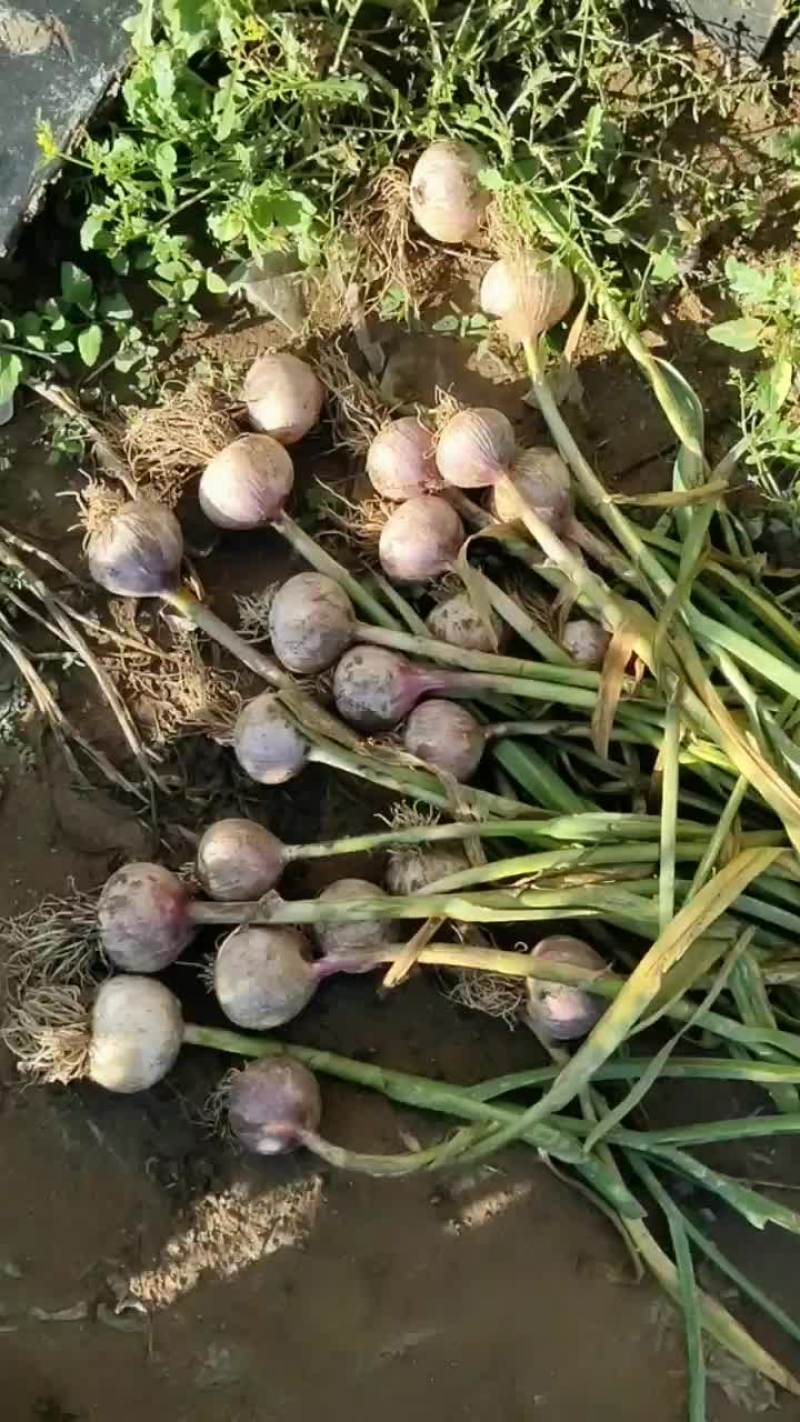 2021年独头鲜蒜马上大量上市