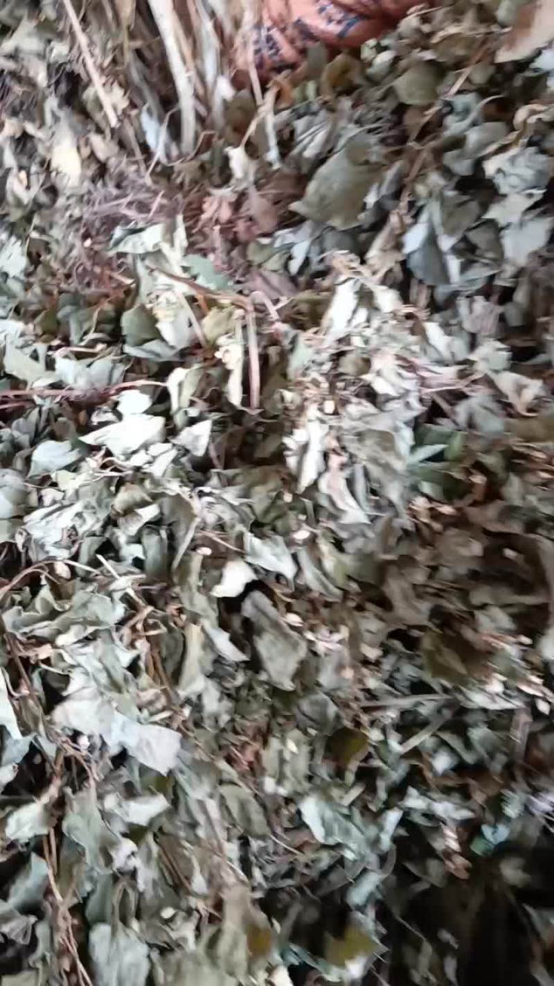 江西野生鱼腥草
