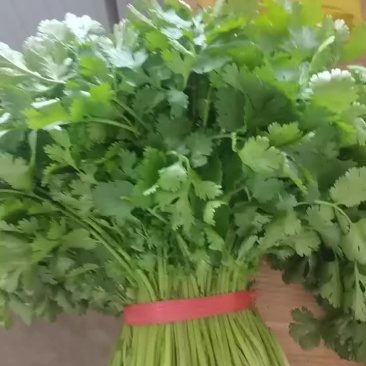 精品香菜