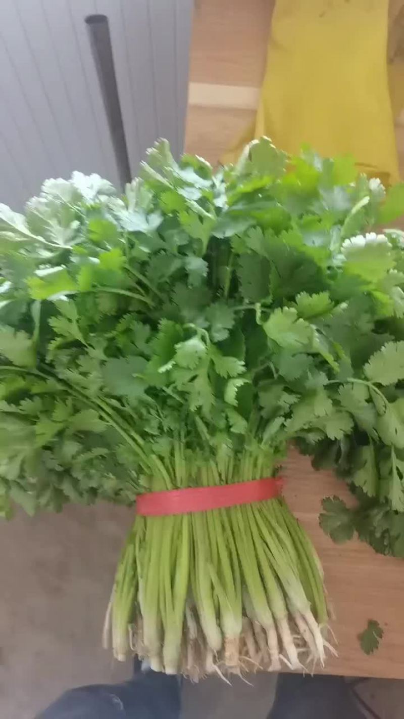 精品香菜