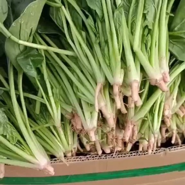 精品菠菜