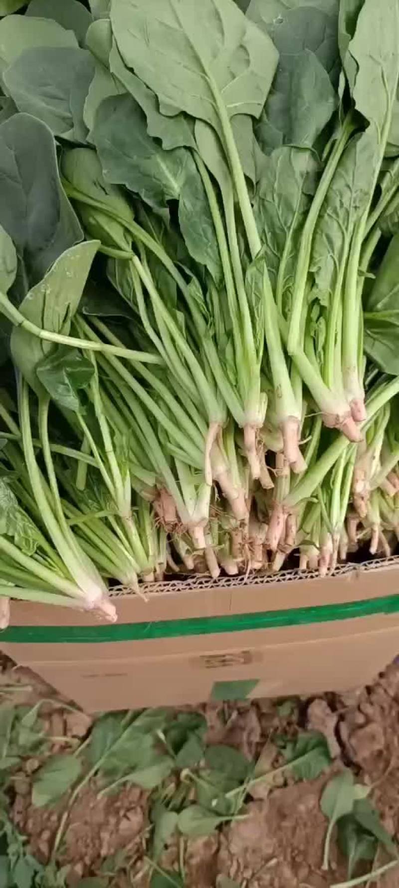 精品菠菜