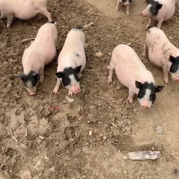 巴马香猪苗