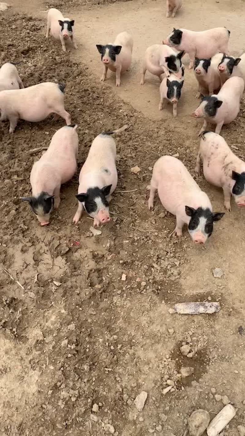 巴马香猪苗