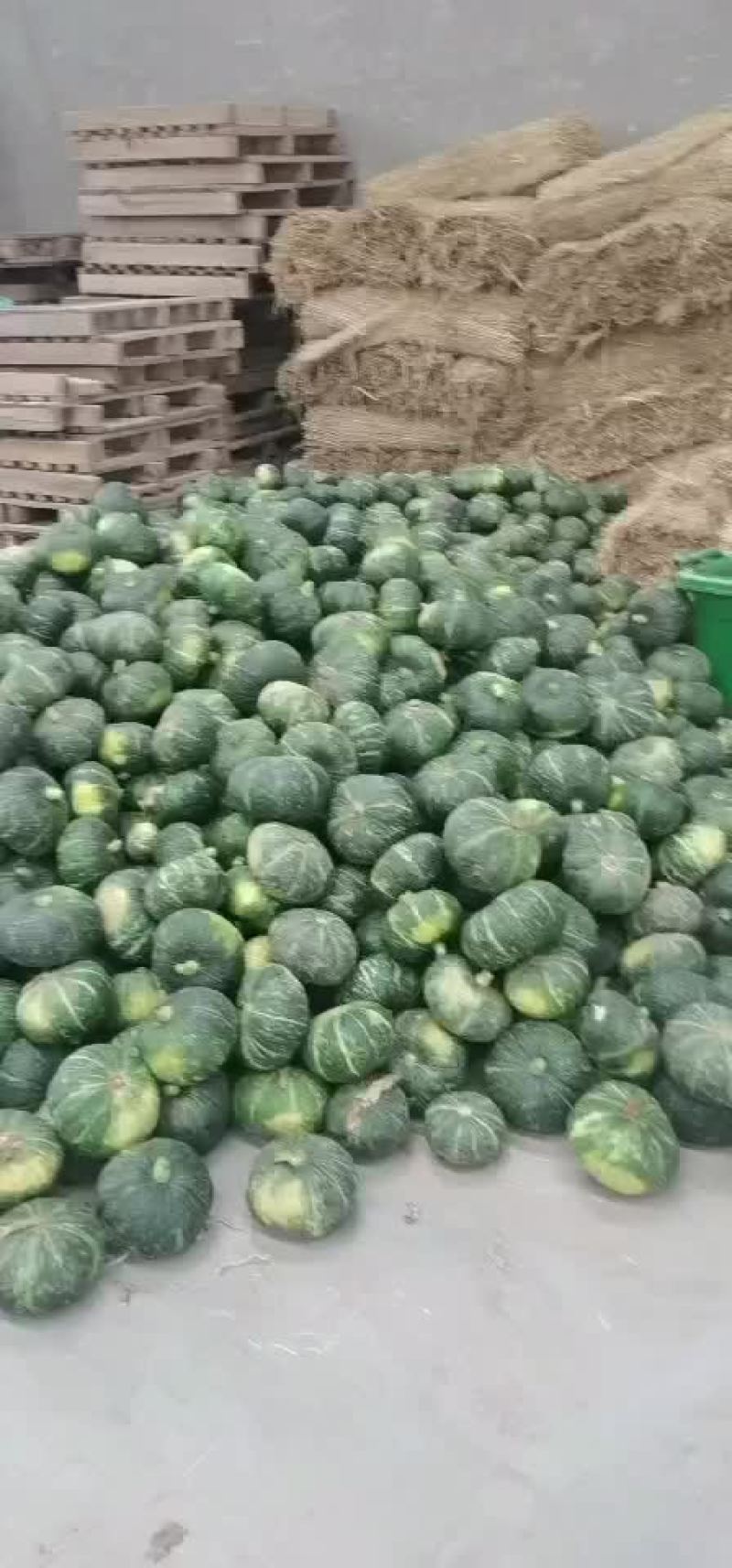 板栗南瓜