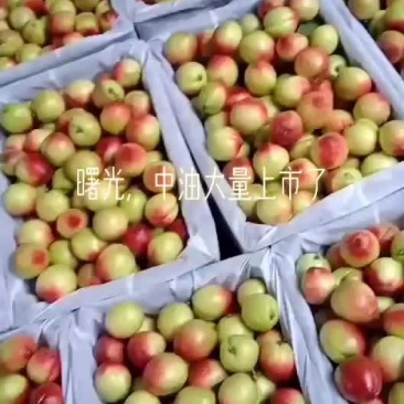 露天曙光大量上市中