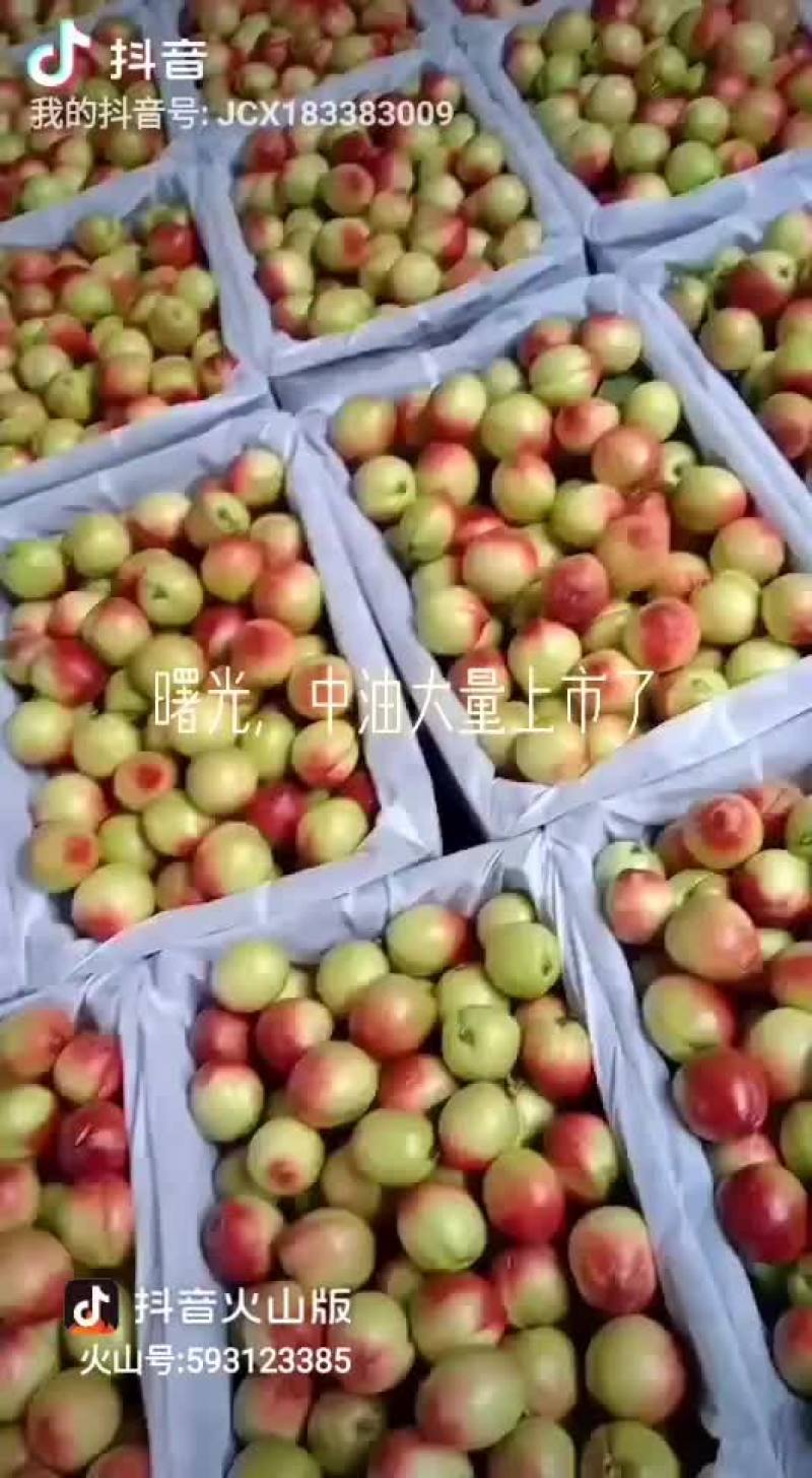 露天曙光大量上市中