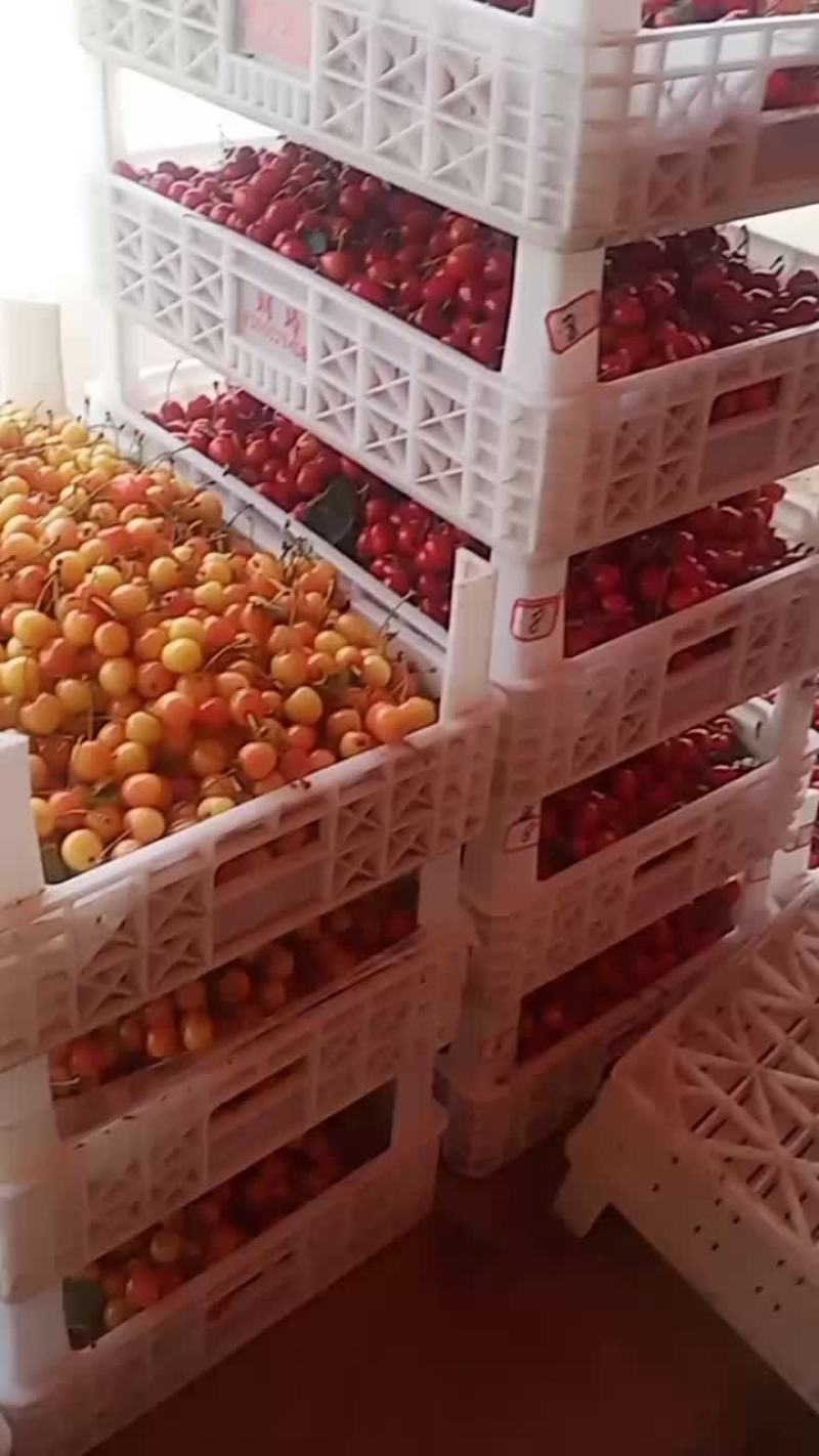 樱桃