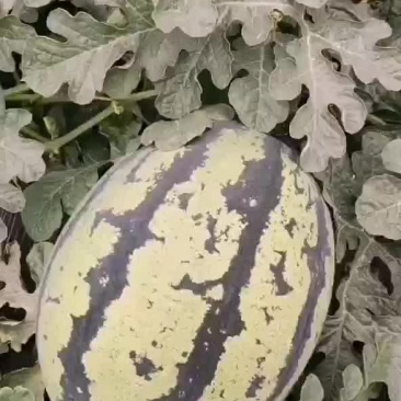陕西蒲城甜王