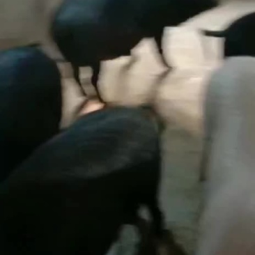 四川黑猪