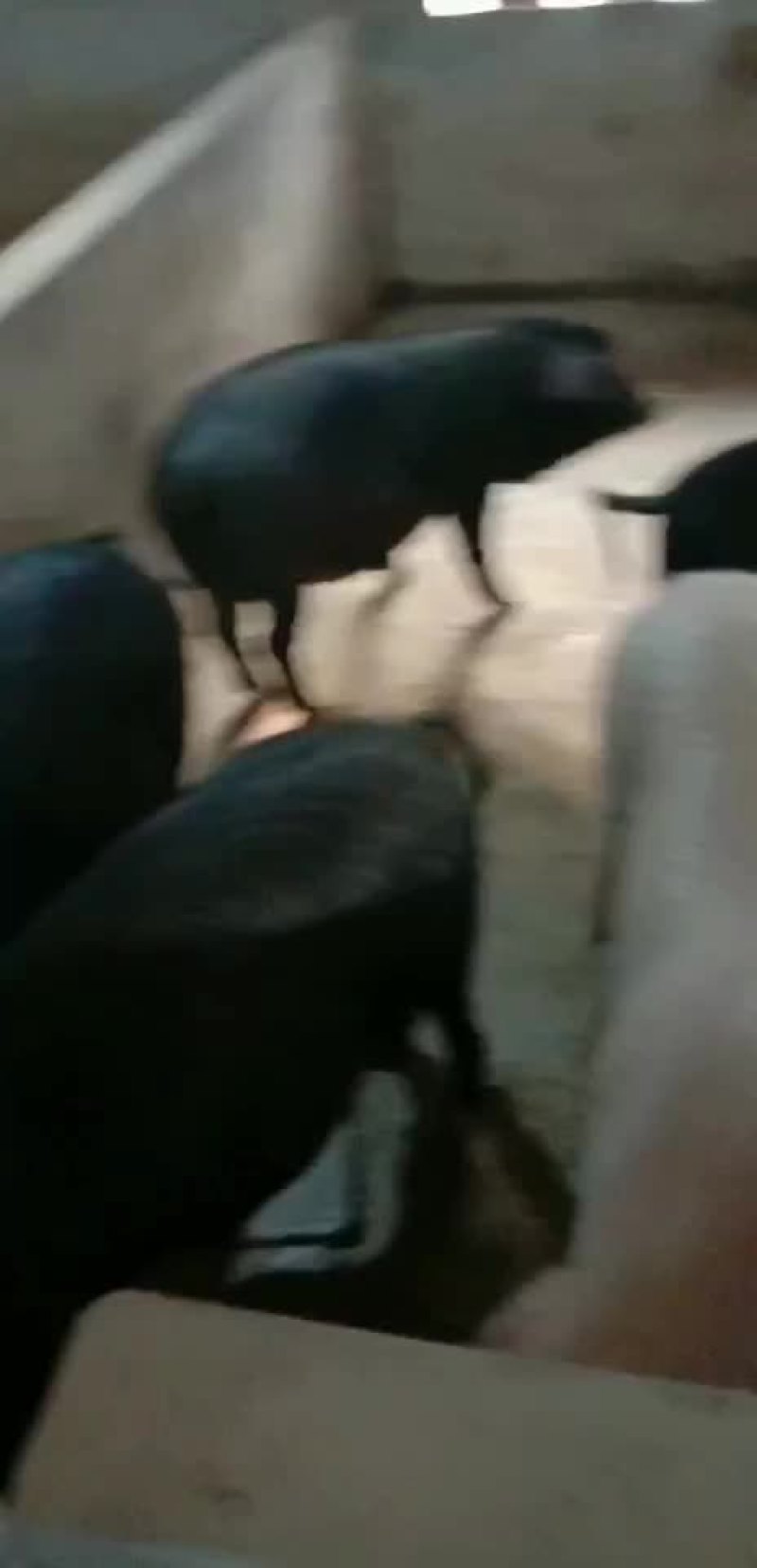 四川黑猪