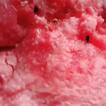 杭州湾新区盐地西瓜