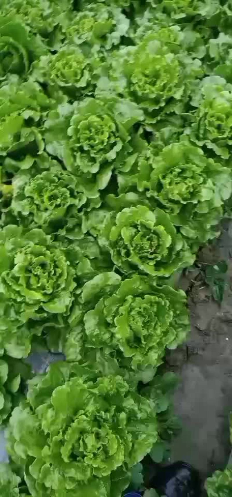 精品生菜