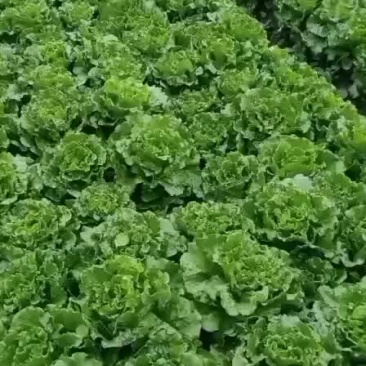 精品生菜