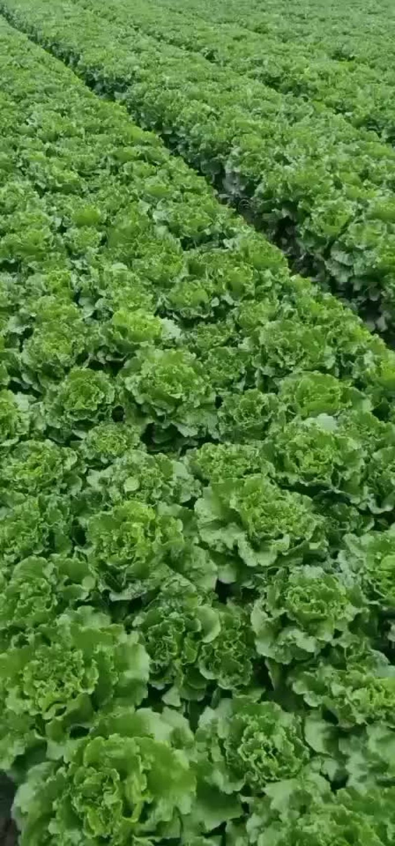 精品生菜