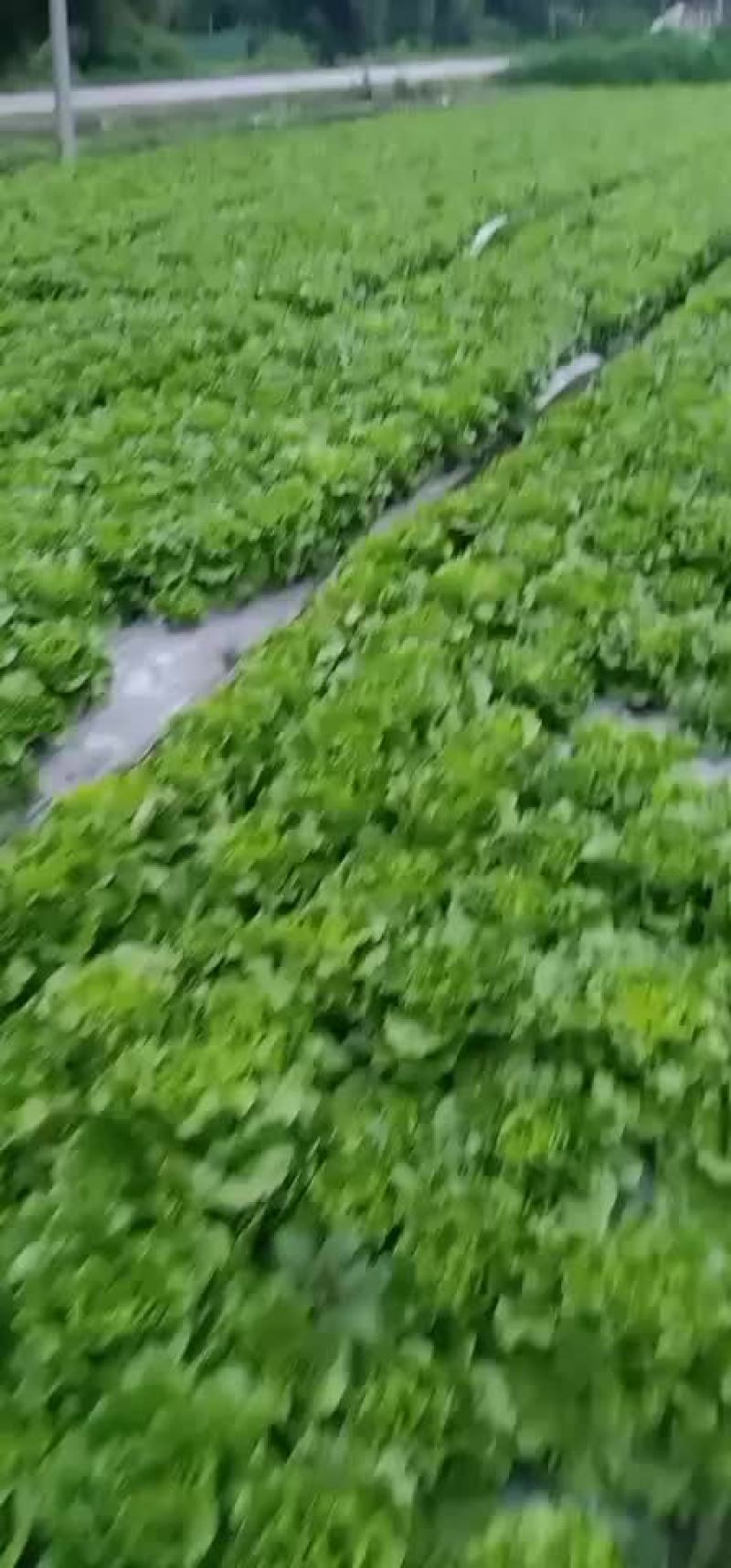 精品生菜