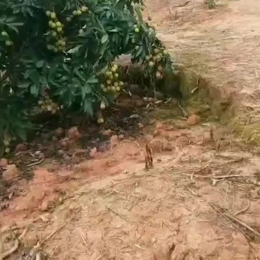 荔枝