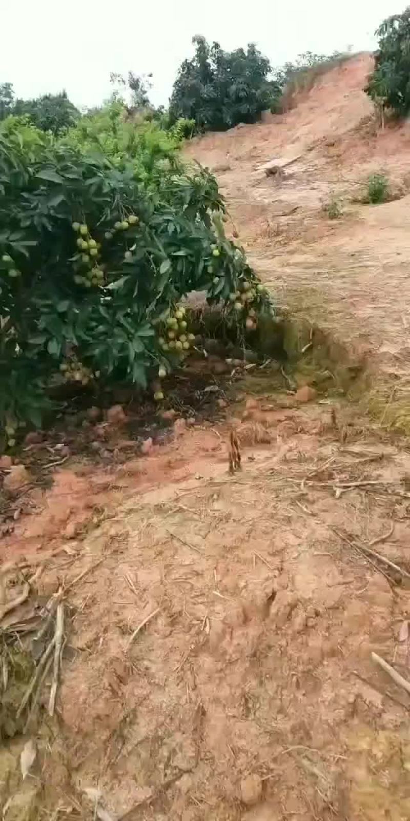 荔枝