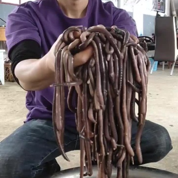 特大号蚯蚓